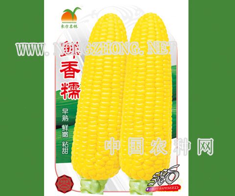 鲜香糯